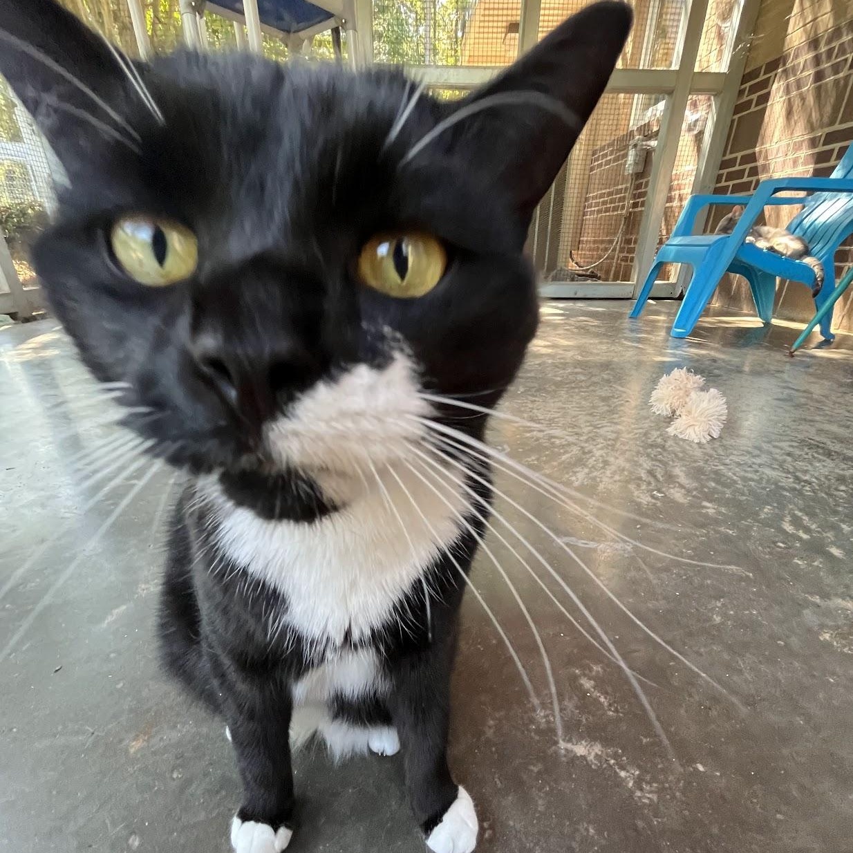 O, a Adoptable Domestic Short Hair in Salisbury, NC image 3/5