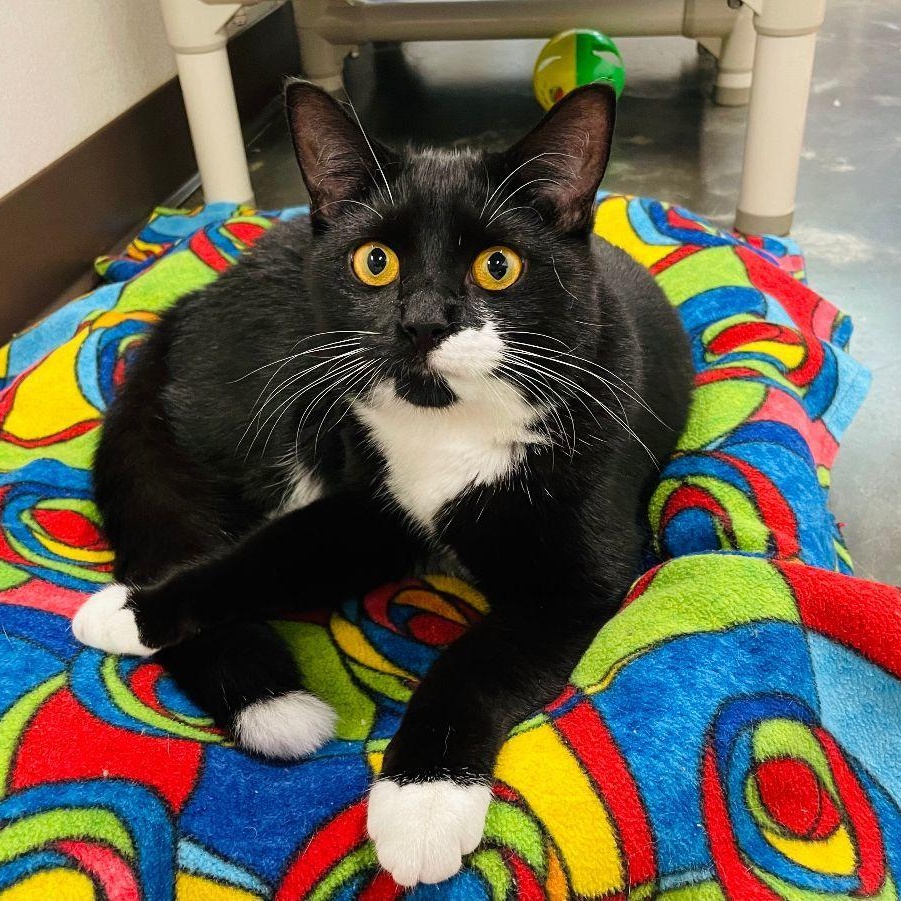 O, a Adoptable Domestic Short Hair in Salisbury, NC image 4/5