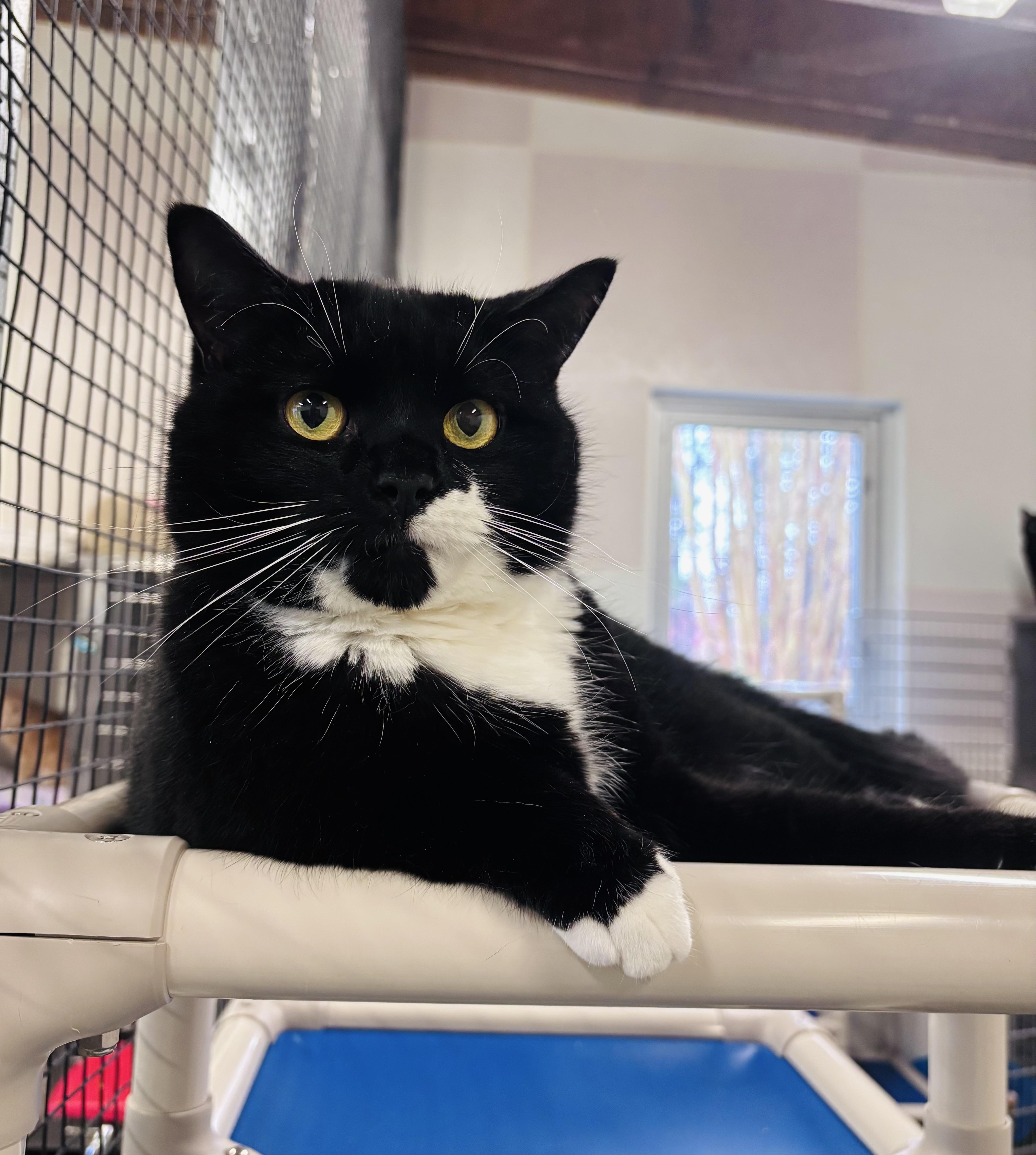 Enlarge O, a Adoptable Domestic Short Hair in Salisbury, NC image 1/6