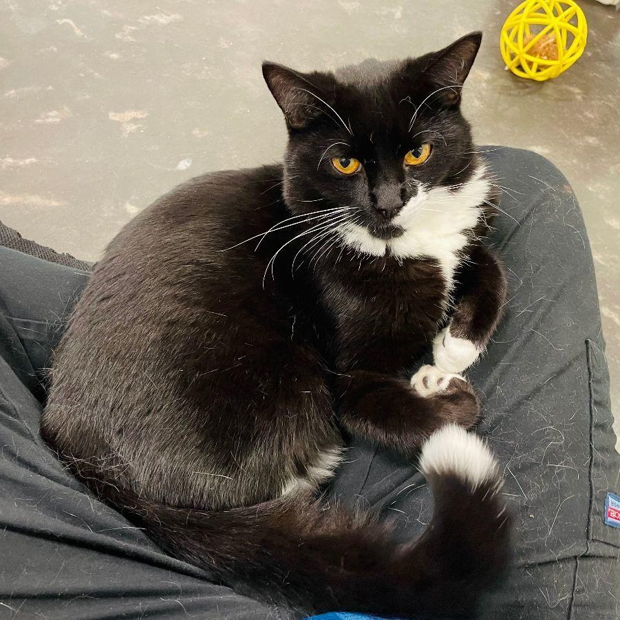 O, a Adoptable Domestic Short Hair in Salisbury, NC image 5/5