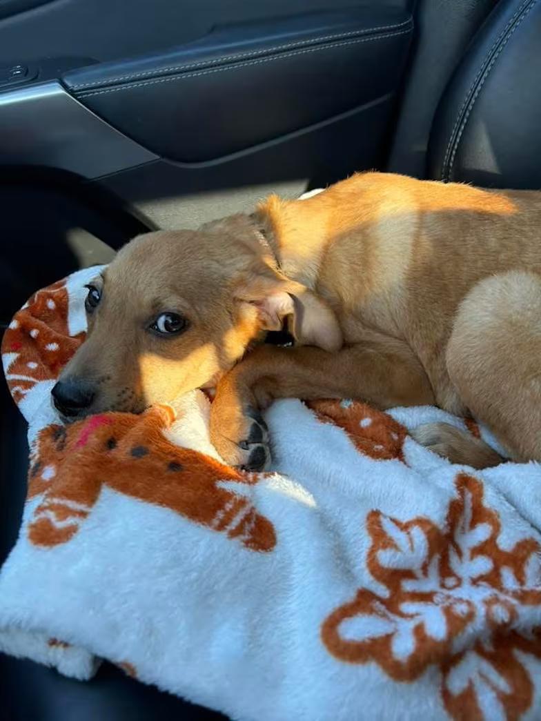 Enlarge Bagel, an adopted mixed breed in Watertown, CT image 2/3