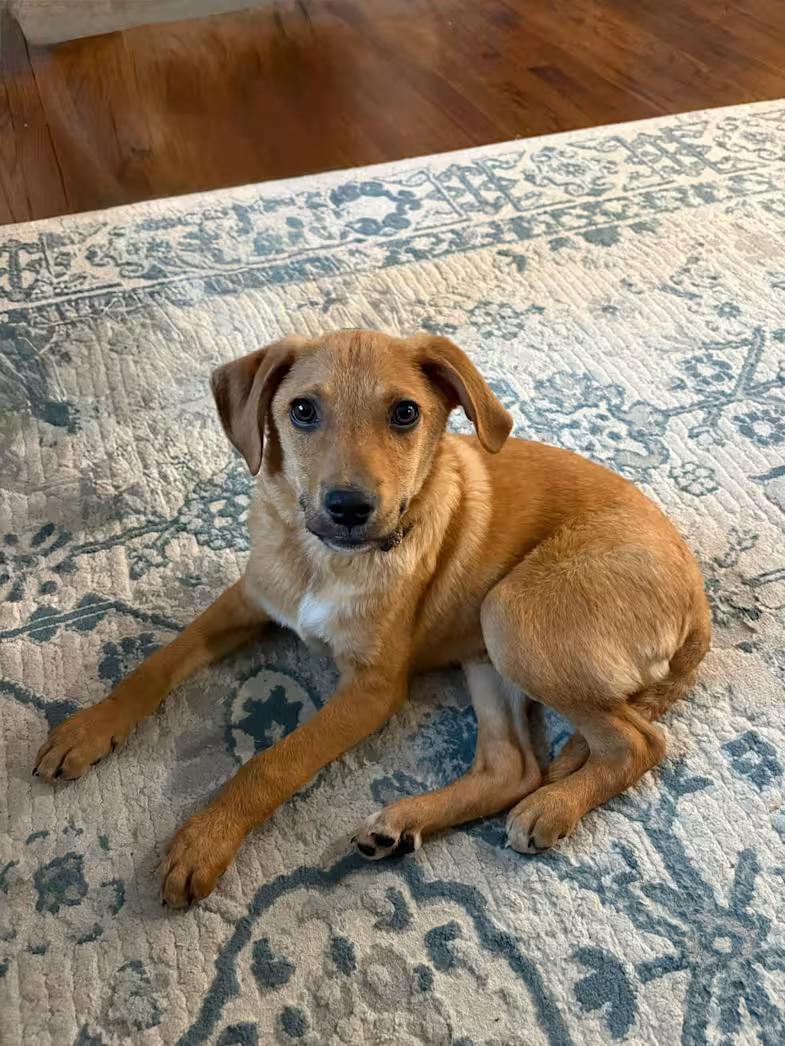 Bagel, adopted, Puppy Male Beagle & Labrador Retriever.