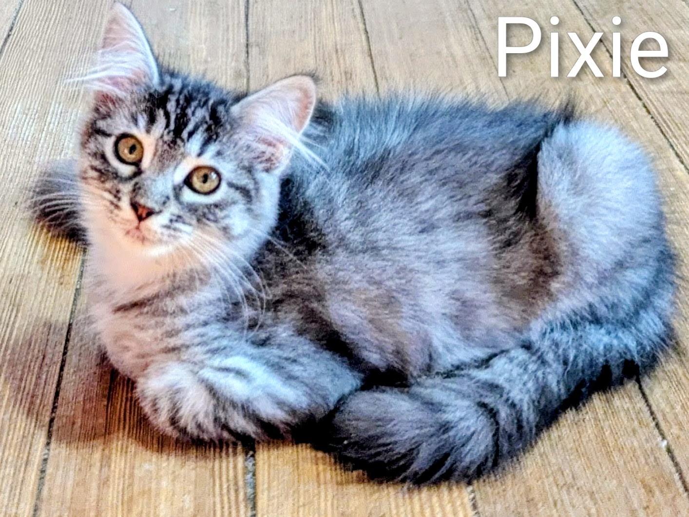 PIXIE *pending adoption*, Adopted, Kitten Female Maine Coon & Domestic Medium Hair.