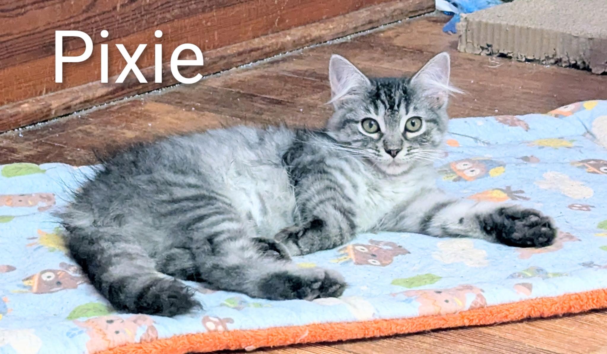 Enlarge PIXIE *pending adoption*, a Adopted mixed breed in Panora, IA image 4/5