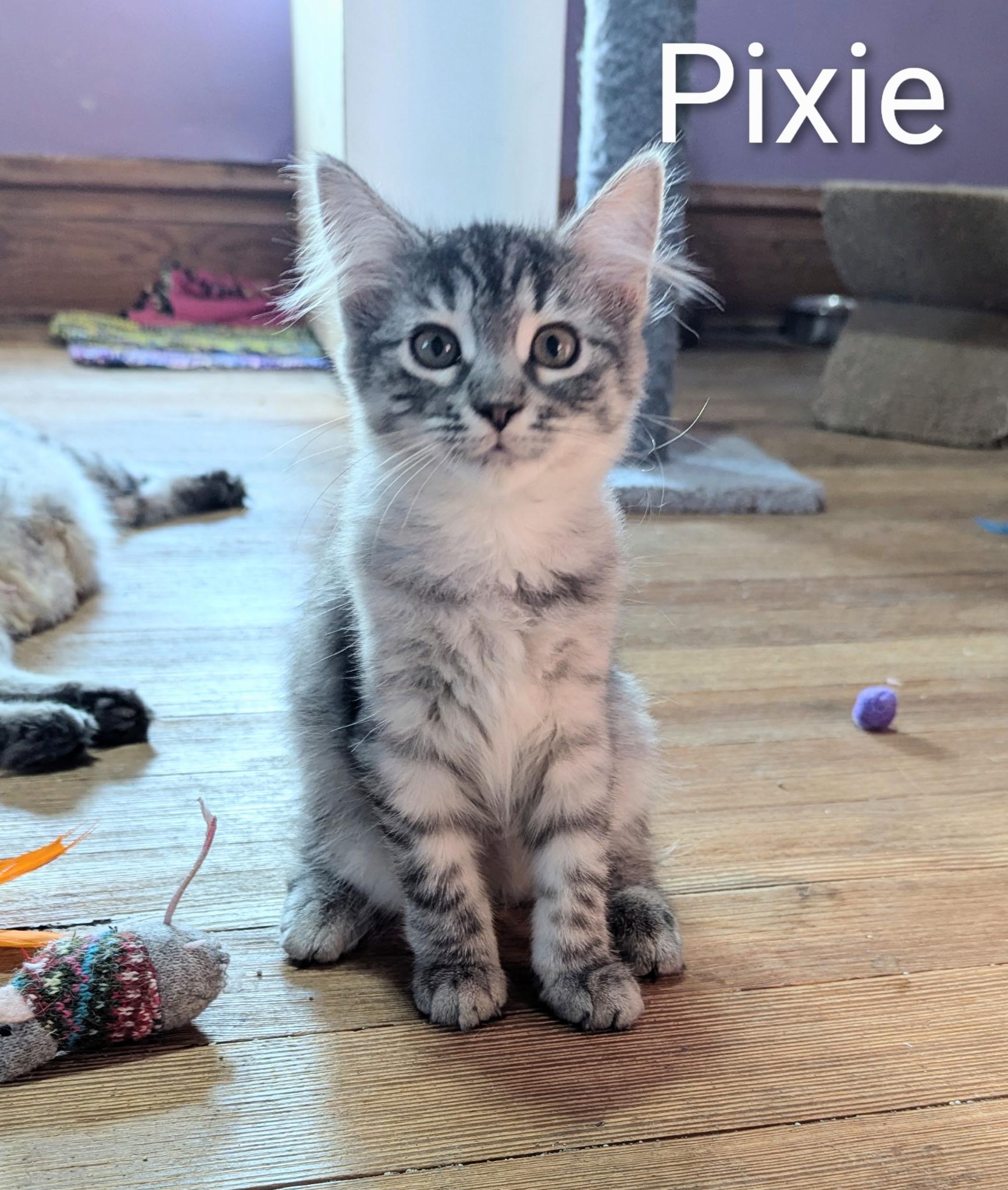 Enlarge PIXIE *pending adoption*, a Adopted mixed breed in Panora, IA image 5/5
