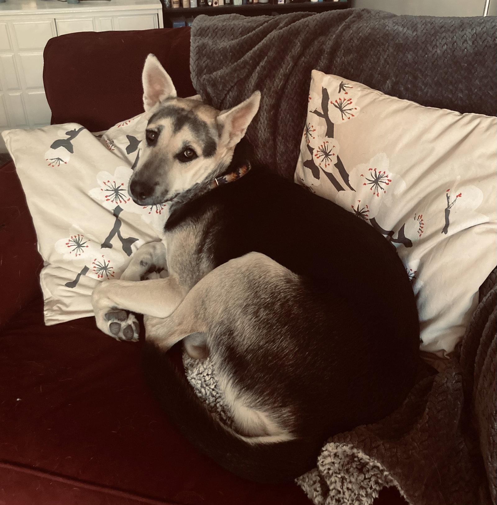 Enlarge Holly, a Adoptable Siberian Husky in Cedar Crest, NM image 1/3