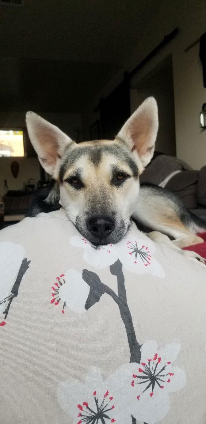 Holly, a Adoptable Siberian Husky in Cedar Crest, NM image 2/6