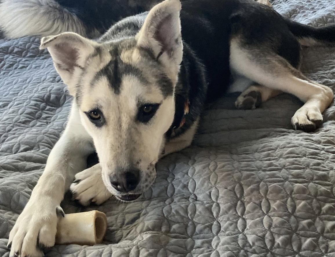 Enlarge Holly, a Adoptable Siberian Husky in Cedar Crest, NM image 3/3