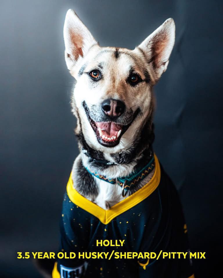 Enlarge Holly, a Adoptable Siberian Husky in Cedar Crest, NM image 3/3