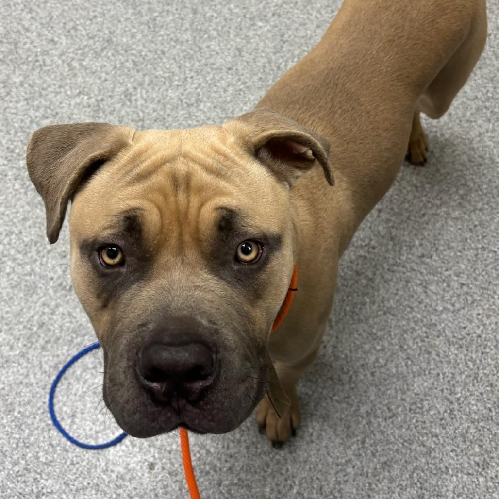 Enlarge Ghost Baby, a Adoptable American Staffordshire Terrier in Grand Rapids, MI image 1/1