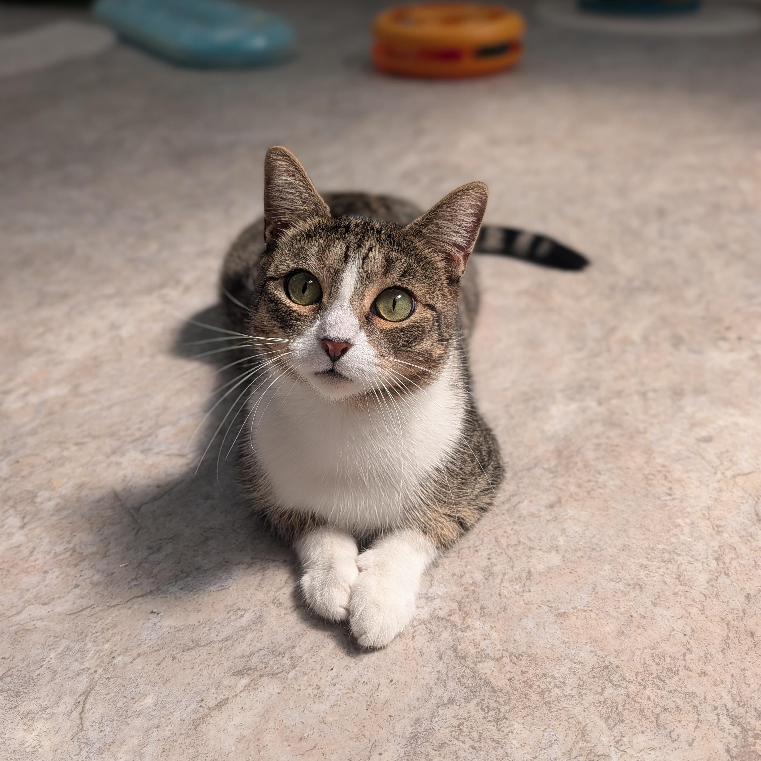 Lady Dewinter, Adoptable, Young Female Domestic Short Hair.