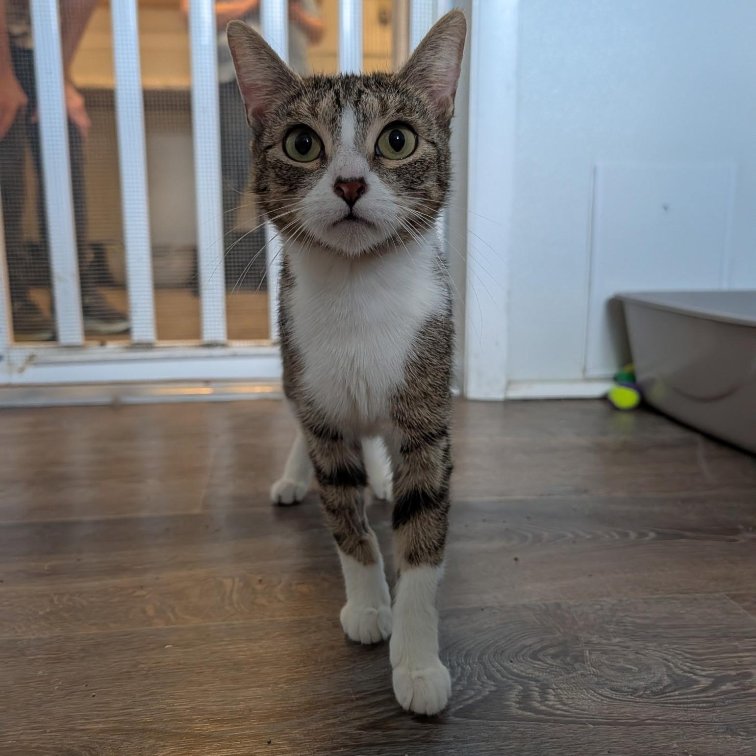 Enlarge Lady Dewinter, a Adoptable Domestic Short Hair in Waynesville, NC image 4/6
