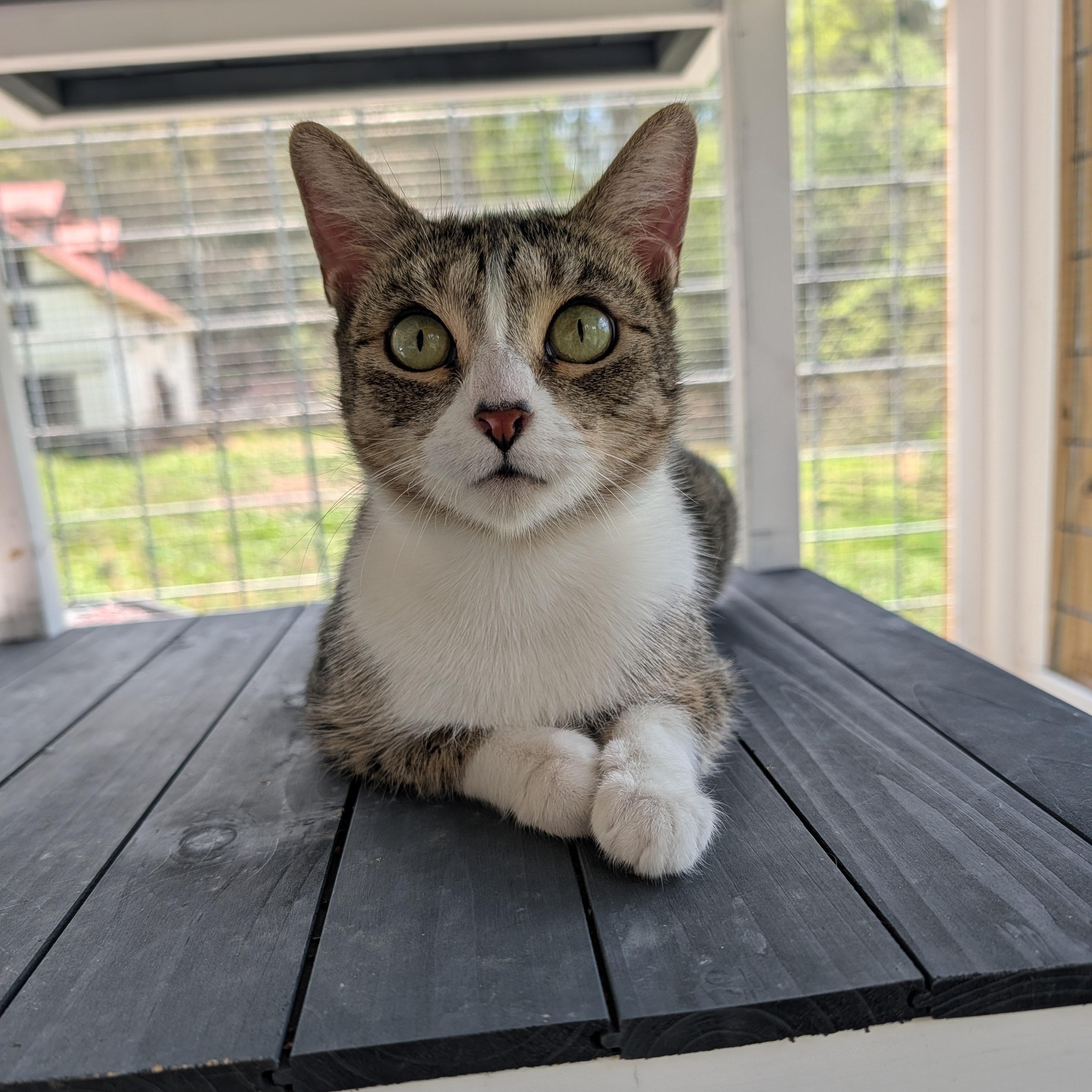 Enlarge Lady Dewinter, a Adoptable Domestic Short Hair in Waynesville, NC image 2/6
