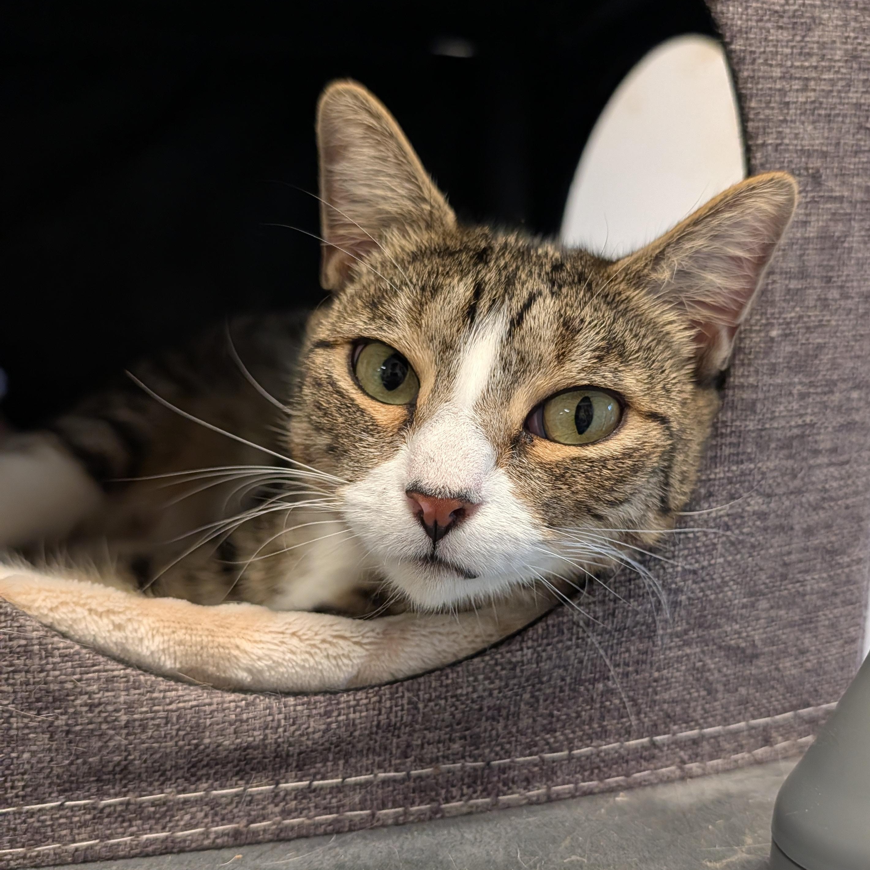 Enlarge Lady Dewinter, a Adoptable Domestic Short Hair in Waynesville, NC image 3/6