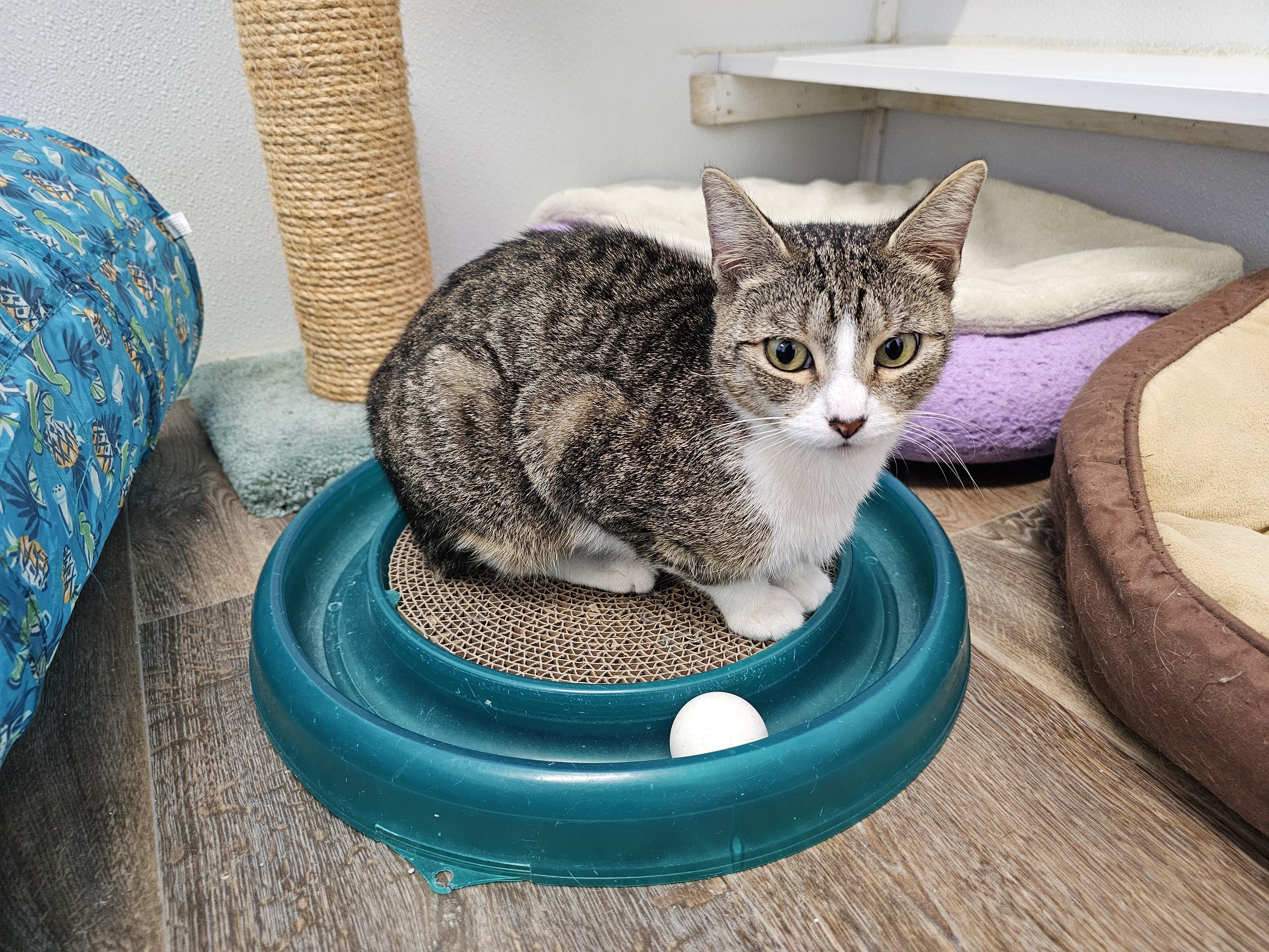 Enlarge Lady Dewinter, a Adoptable Domestic Short Hair in Waynesville, NC image 5/6