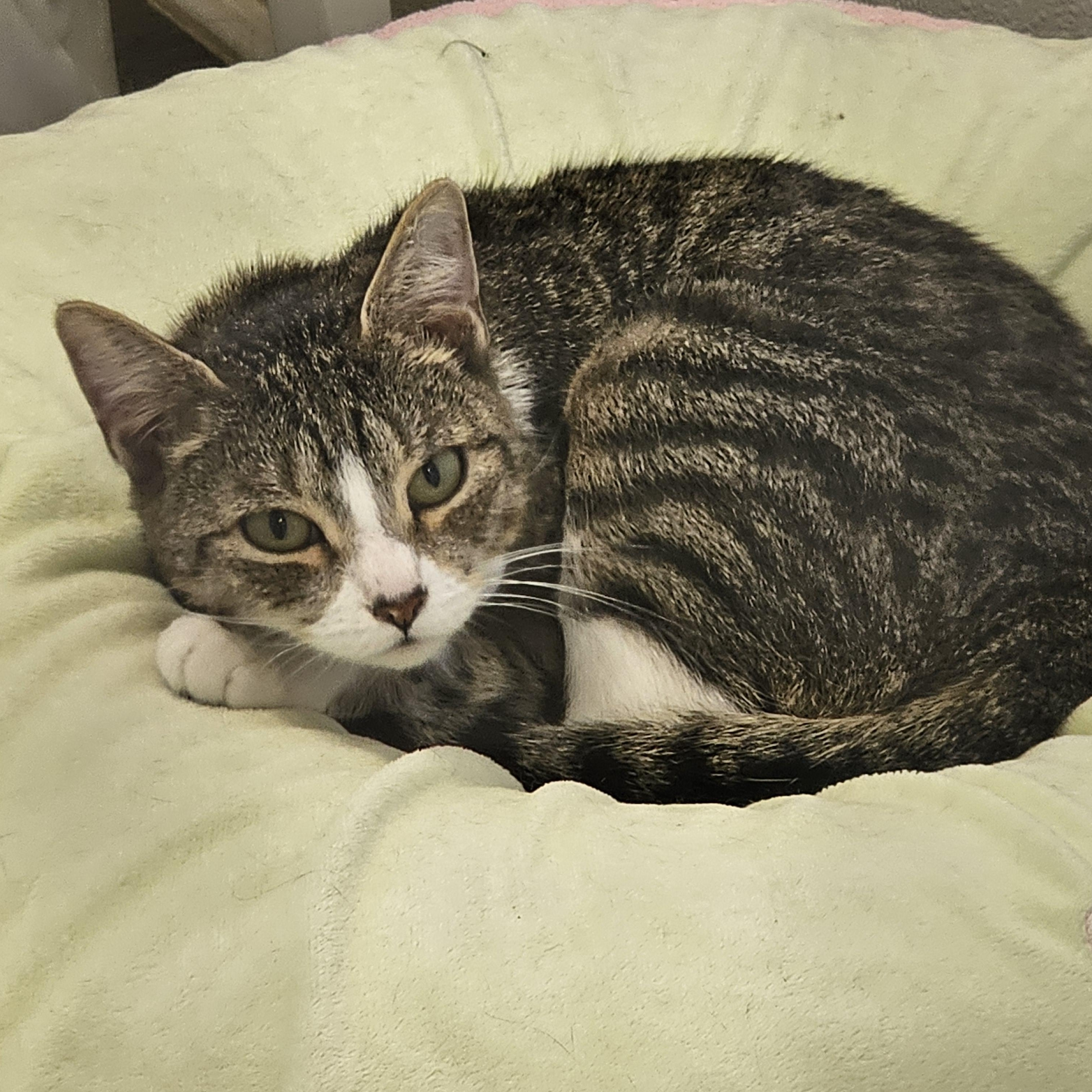 Enlarge Lady Dewinter, a Adoptable Domestic Short Hair in Waynesville, NC image 6/6