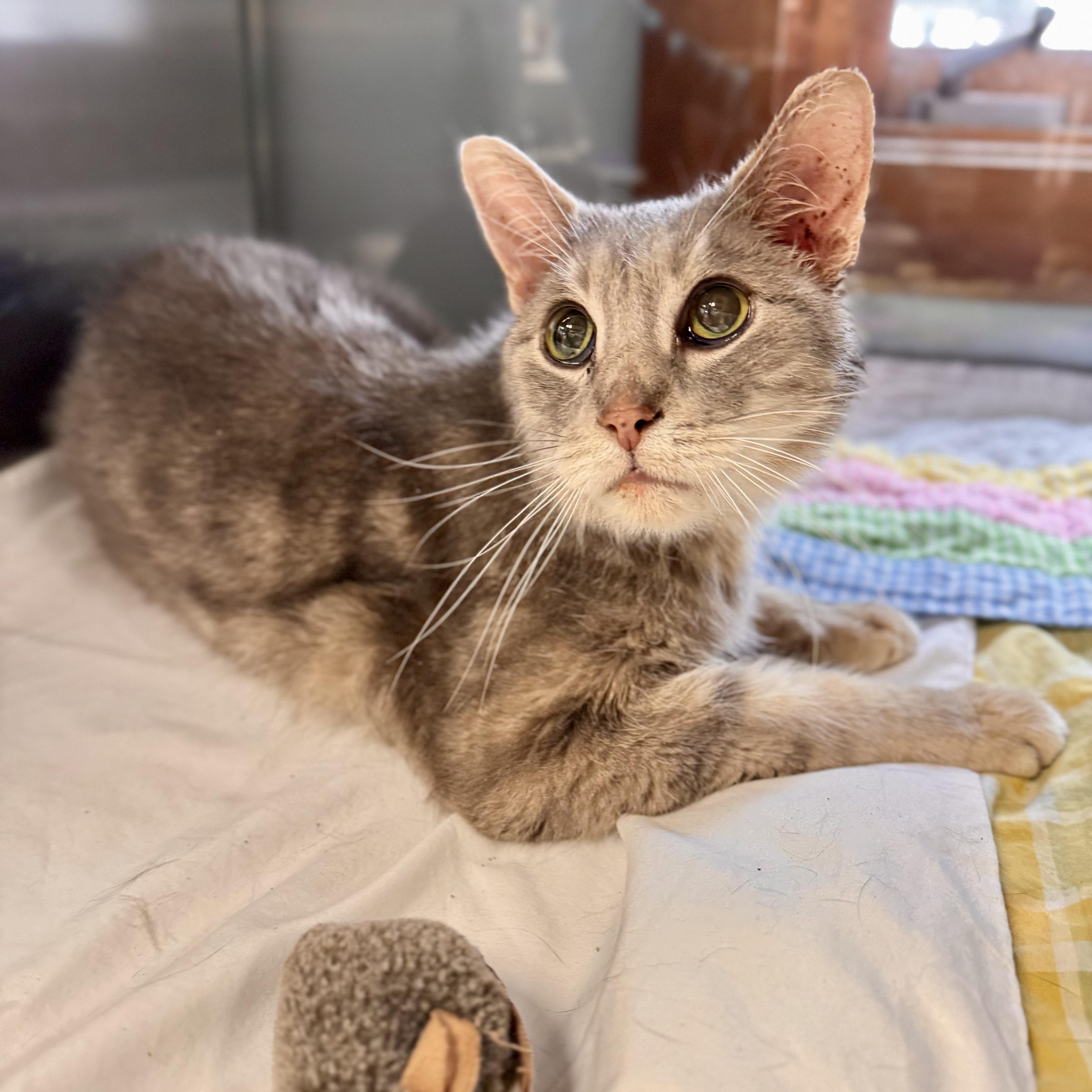 Enlarge Smokey , a ADOPTABLE Domestic Short Hair in Midland, MI image 1/5
