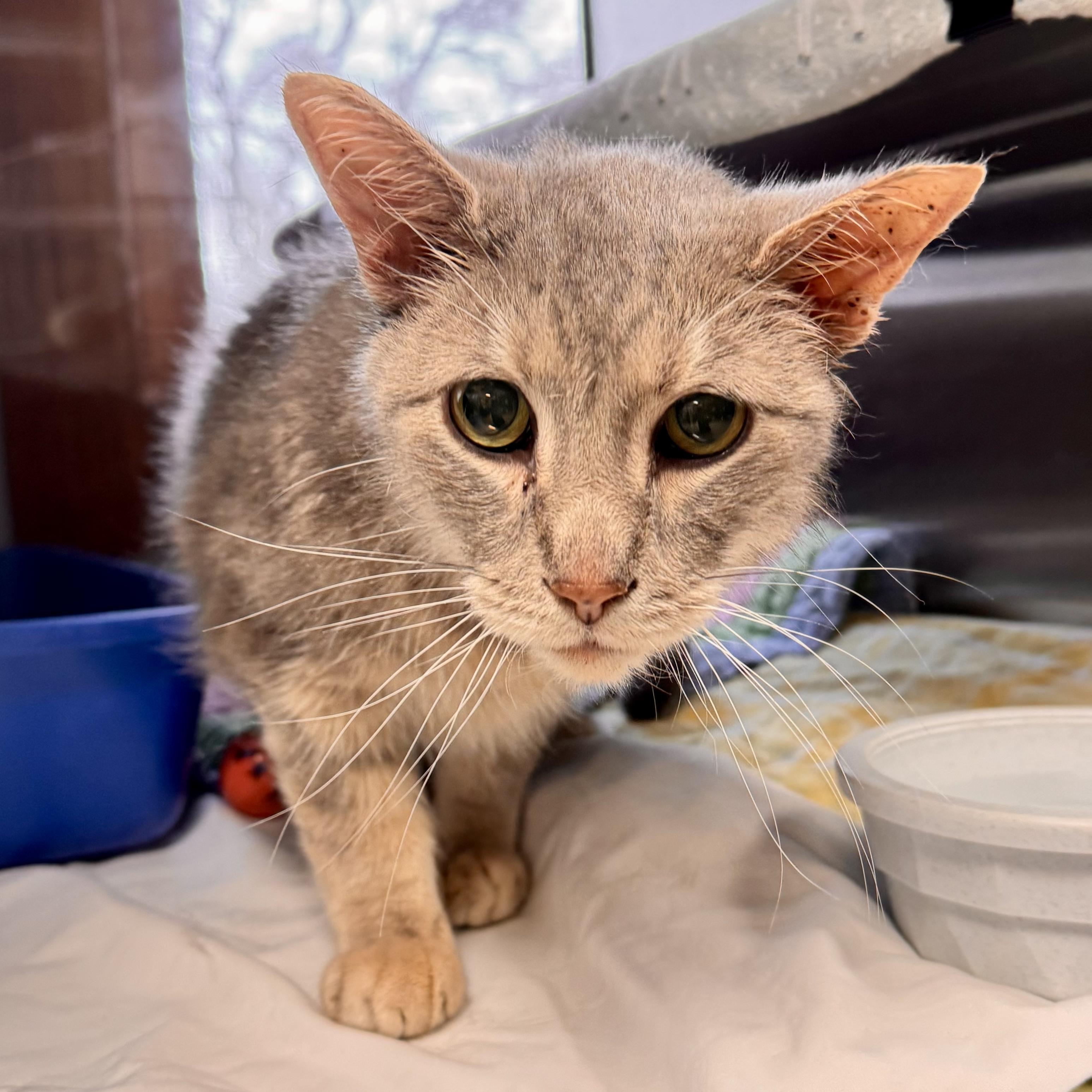Enlarge Smokey , a ADOPTABLE Domestic Short Hair in Midland, MI image 4/5
