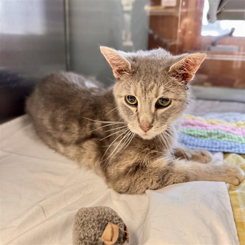 Enlarge Smokey , a ADOPTABLE Domestic Short Hair in Midland, MI image 5/5