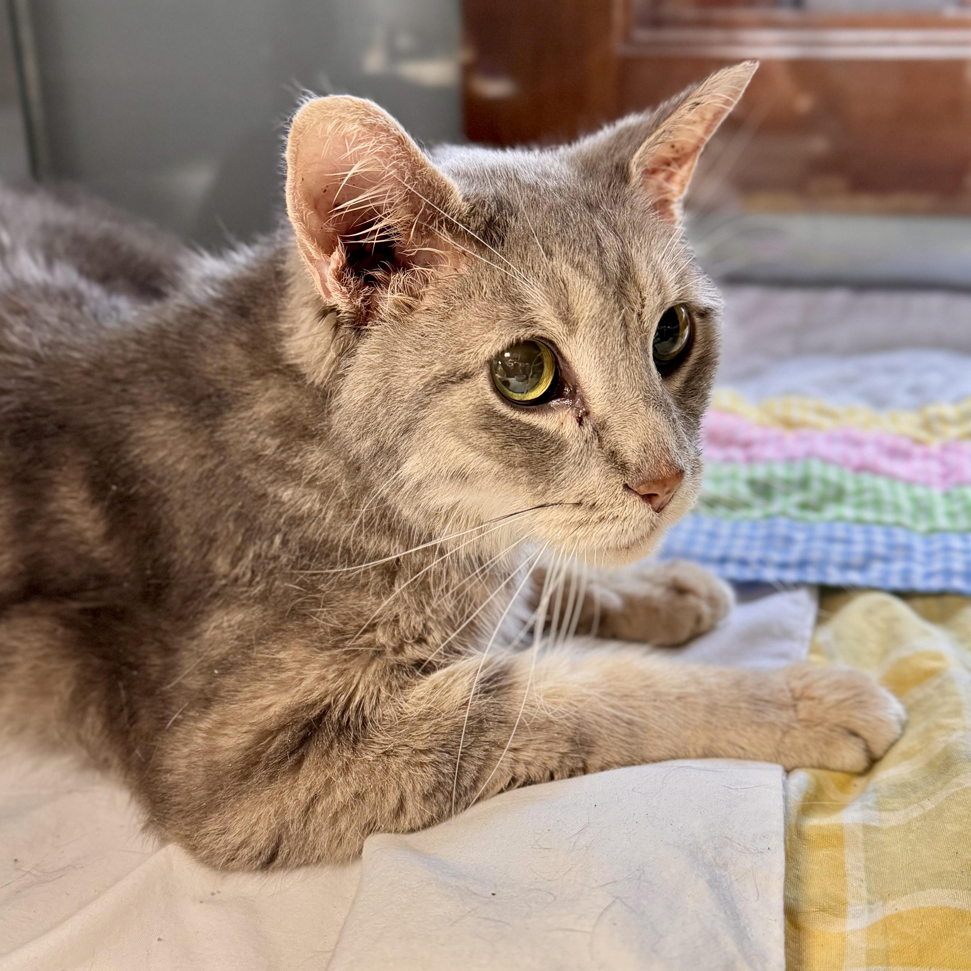 Enlarge Smokey , a ADOPTABLE Domestic Short Hair in Midland, MI image 3/5