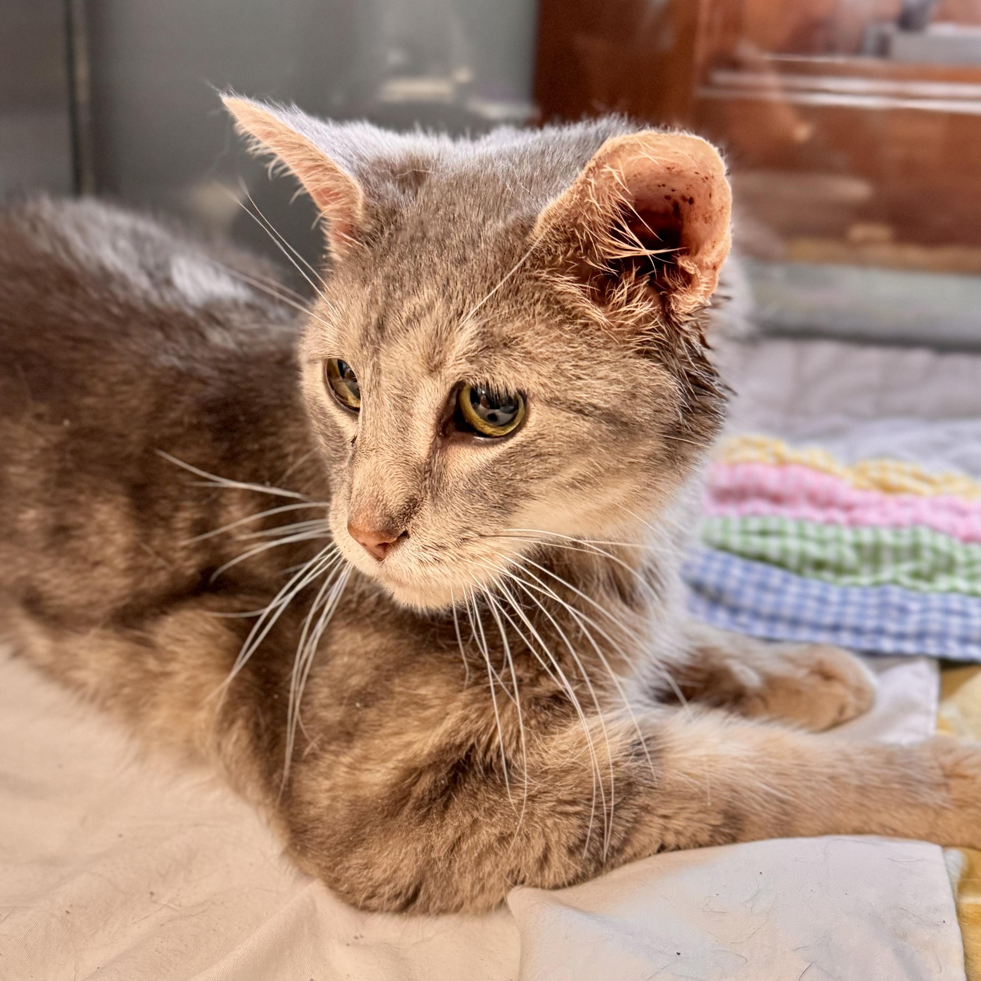 Enlarge Smokey , a ADOPTABLE Domestic Short Hair in Midland, MI image 2/5