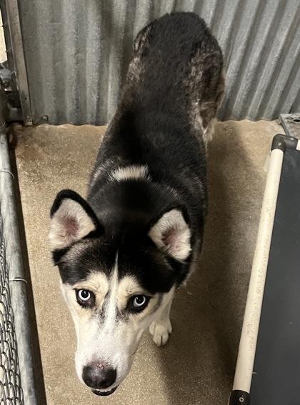 Balto, Adoptable, Adult Male Siberian Husky & Rottweiler.