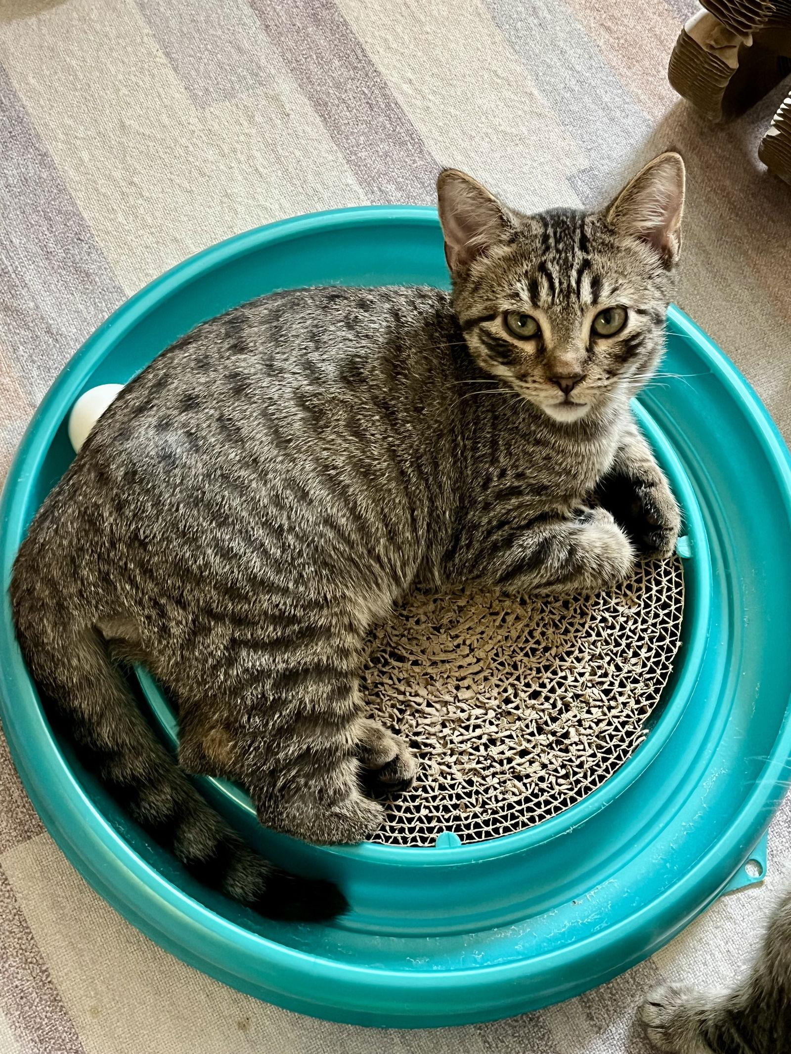 Yardley, Adoptable, Kitten Male Domestic Short Hair & Tabby.