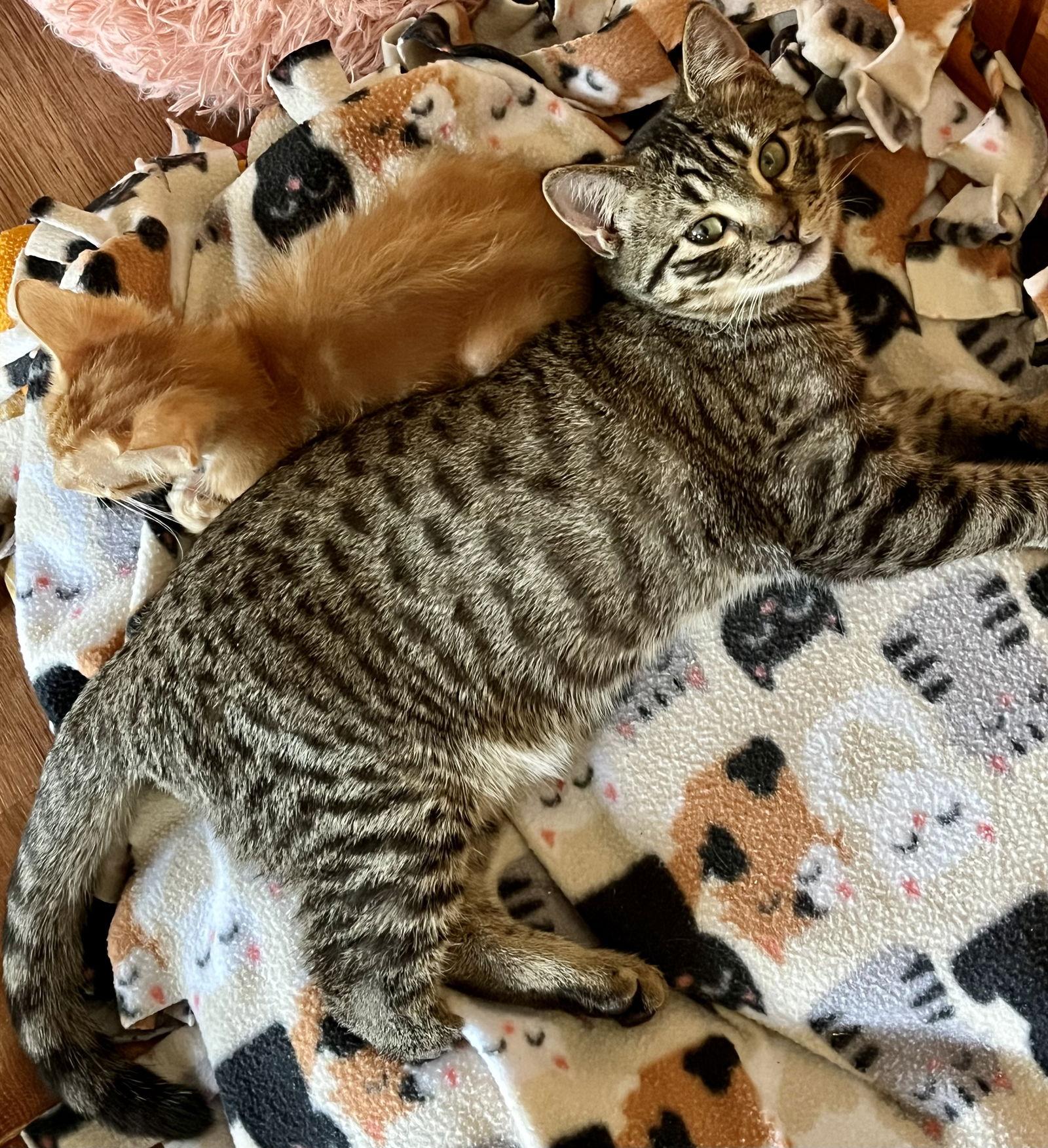 Yardley, a Adoptable mixed breed in Phoenix, AZ image 2/3