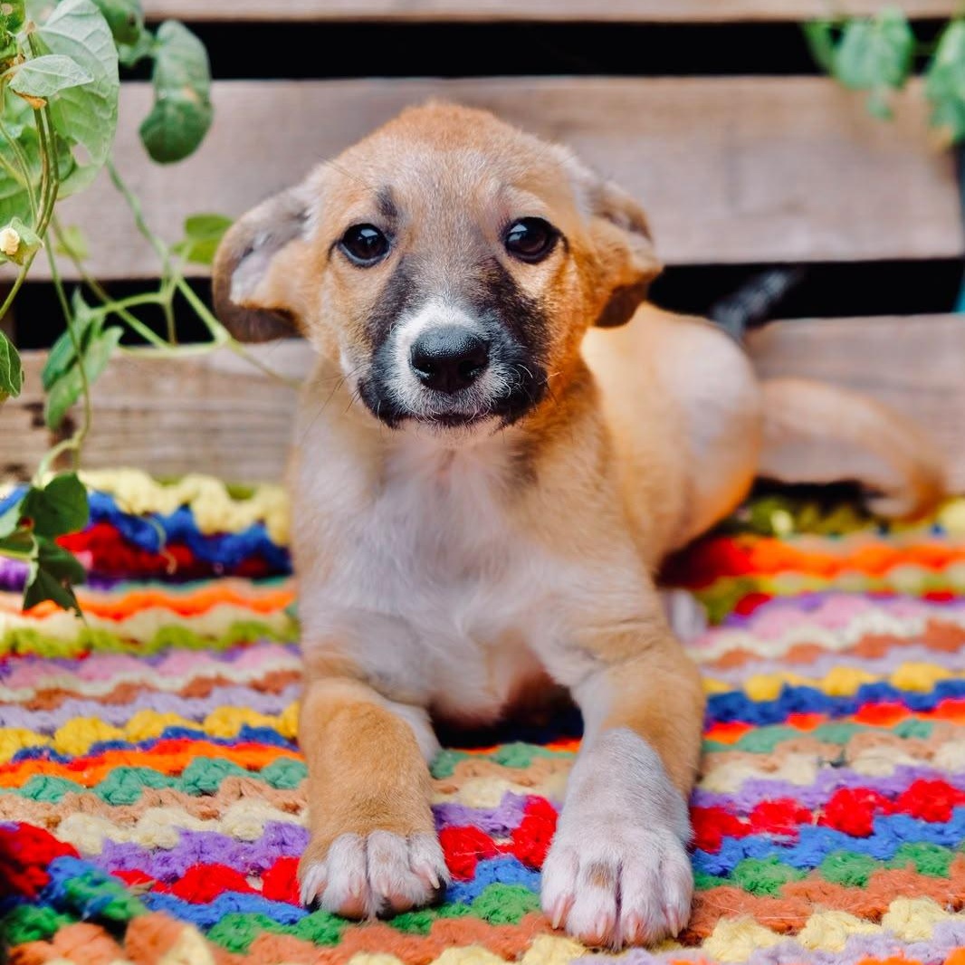 Kookie, Adoptable, Puppy Female Labrador Retriever & Shepherd.