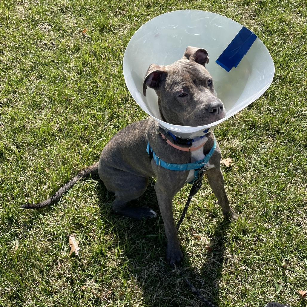 Enlarge Theori, a Adoptable Pit Bull Terrier in Baltimore, MD image 1/4