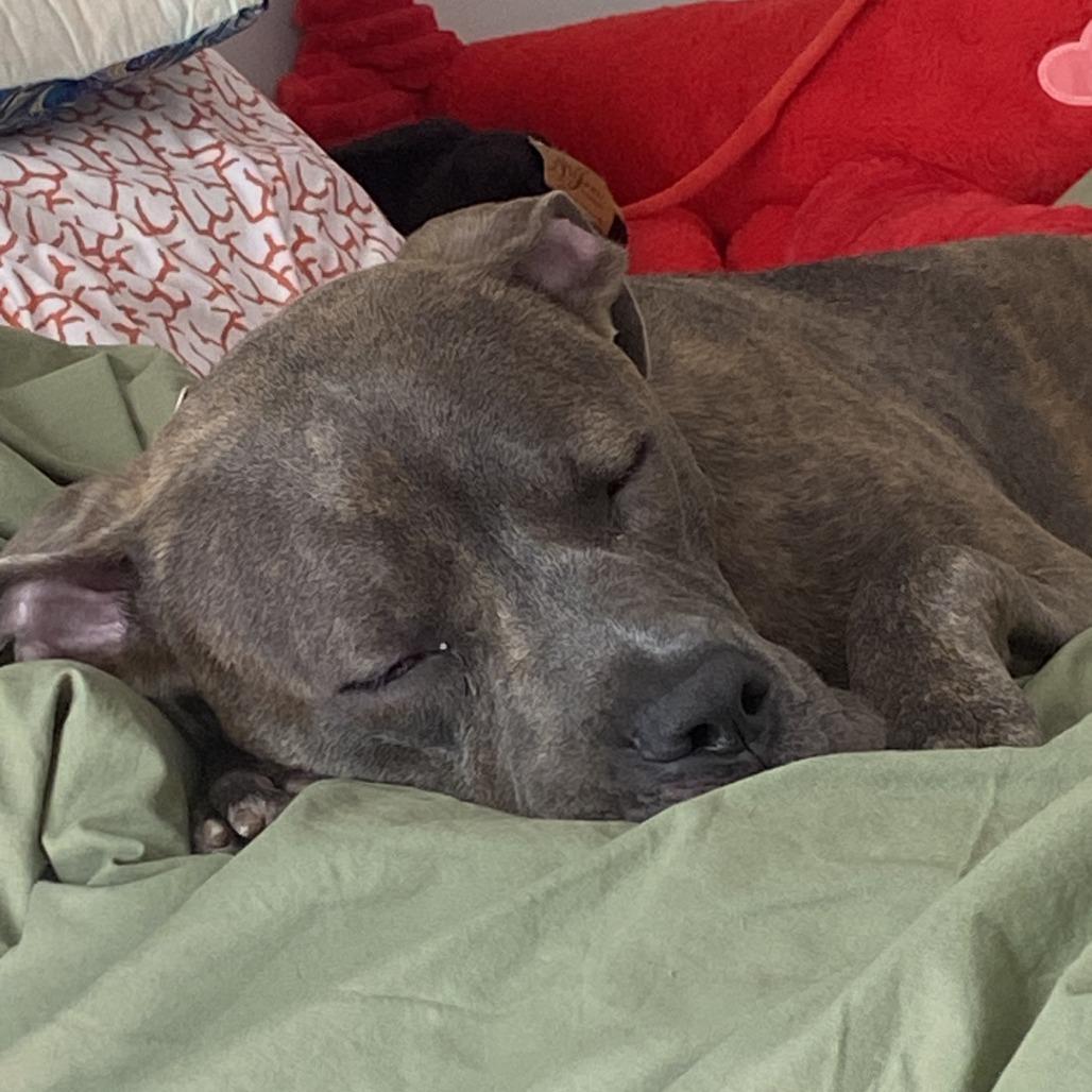 Enlarge Theori, a Adoptable Pit Bull Terrier in Baltimore, MD image 2/4