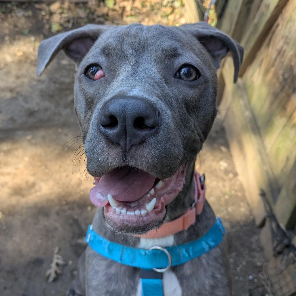Enlarge Theori, a Adoptable Pit Bull Terrier in Baltimore, MD image 3/4