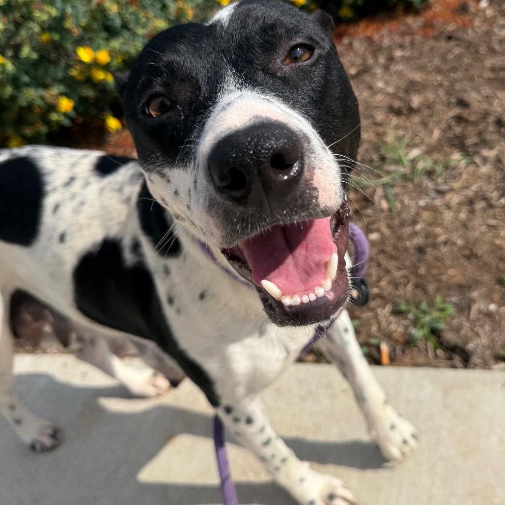 Lily (Mama), Adoptable, Adult Female Terrier & Mixed Breed.