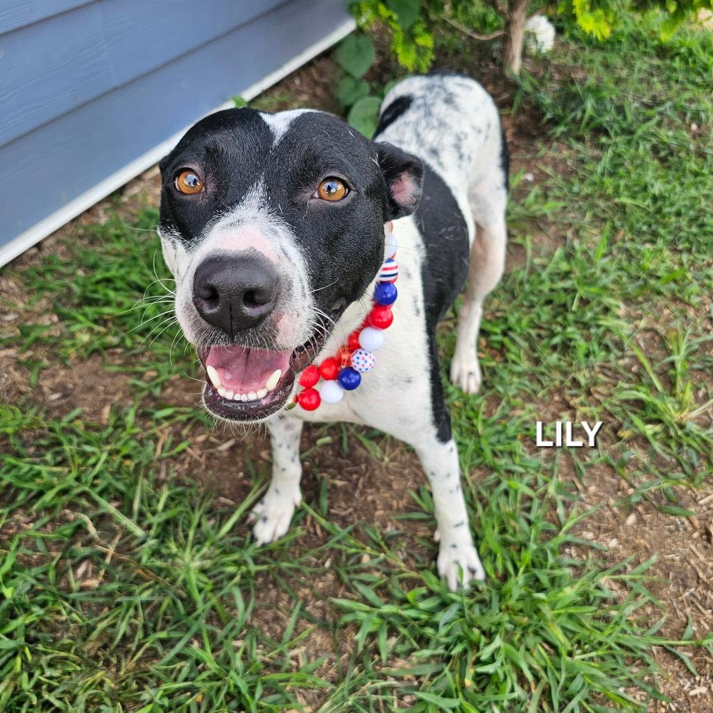 Lily (Mama), a Adoptable mixed breed in Madisonville, TN image 2/3
