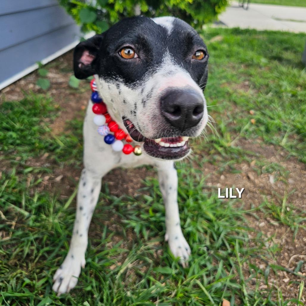 Lily (Mama), a Adoptable mixed breed in Madisonville, TN image 3/3