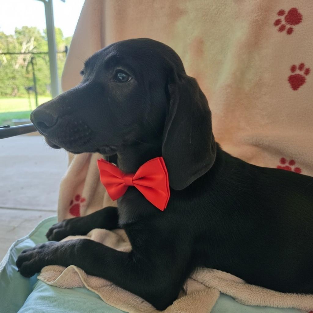 Enlarge Little Jerry "LJ", a ADOPTABLE mixed breed in Grant, AL image 2/3