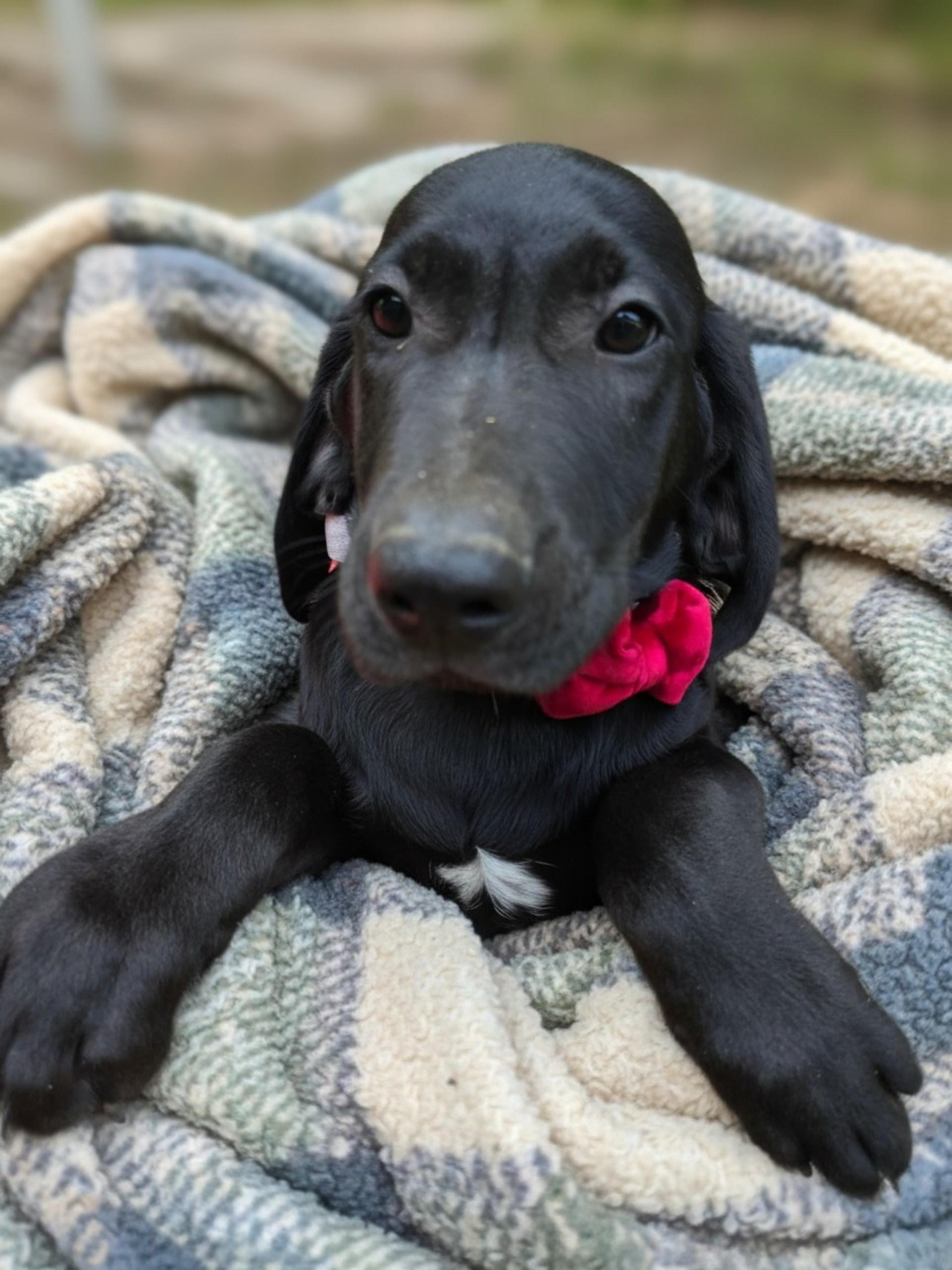 Enlarge Little Jerry "LJ", a ADOPTABLE mixed breed in Grant, AL image 3/3