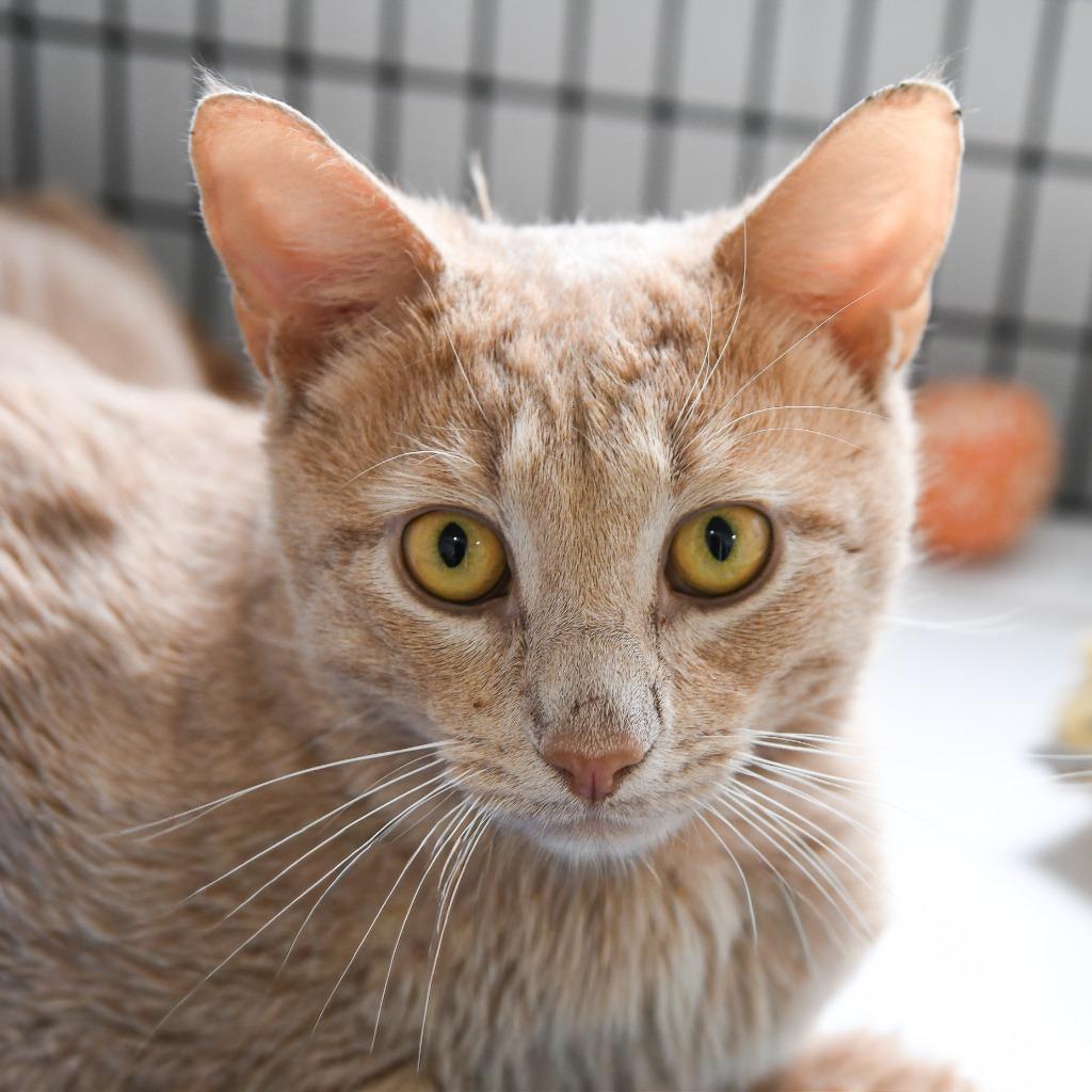 Apollo, Adoptable, Young Male Domestic Short Hair.