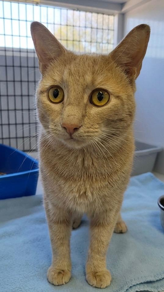 Apollo, a Adoptable mixed breed in Ewing, NJ image 2/5