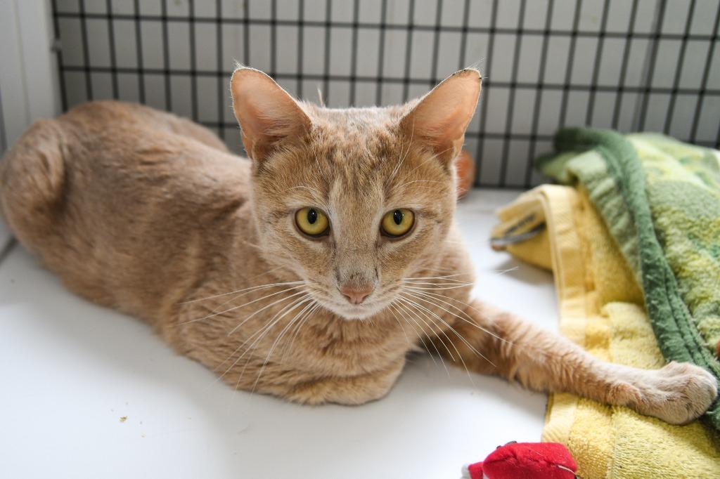 Apollo, a Adoptable mixed breed in Ewing, NJ image 4/5
