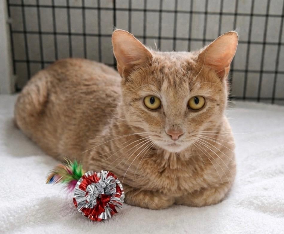 Apollo, a Adoptable mixed breed in Ewing, NJ image 5/5