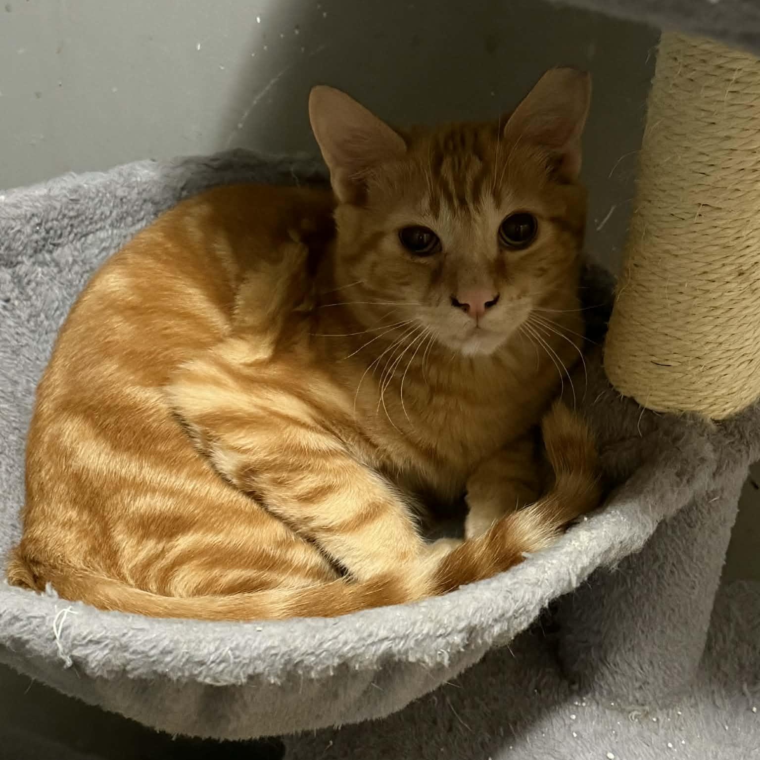 Enlarge Mako, a ADOPTABLE mixed breed in Antioch, CA image 1/5