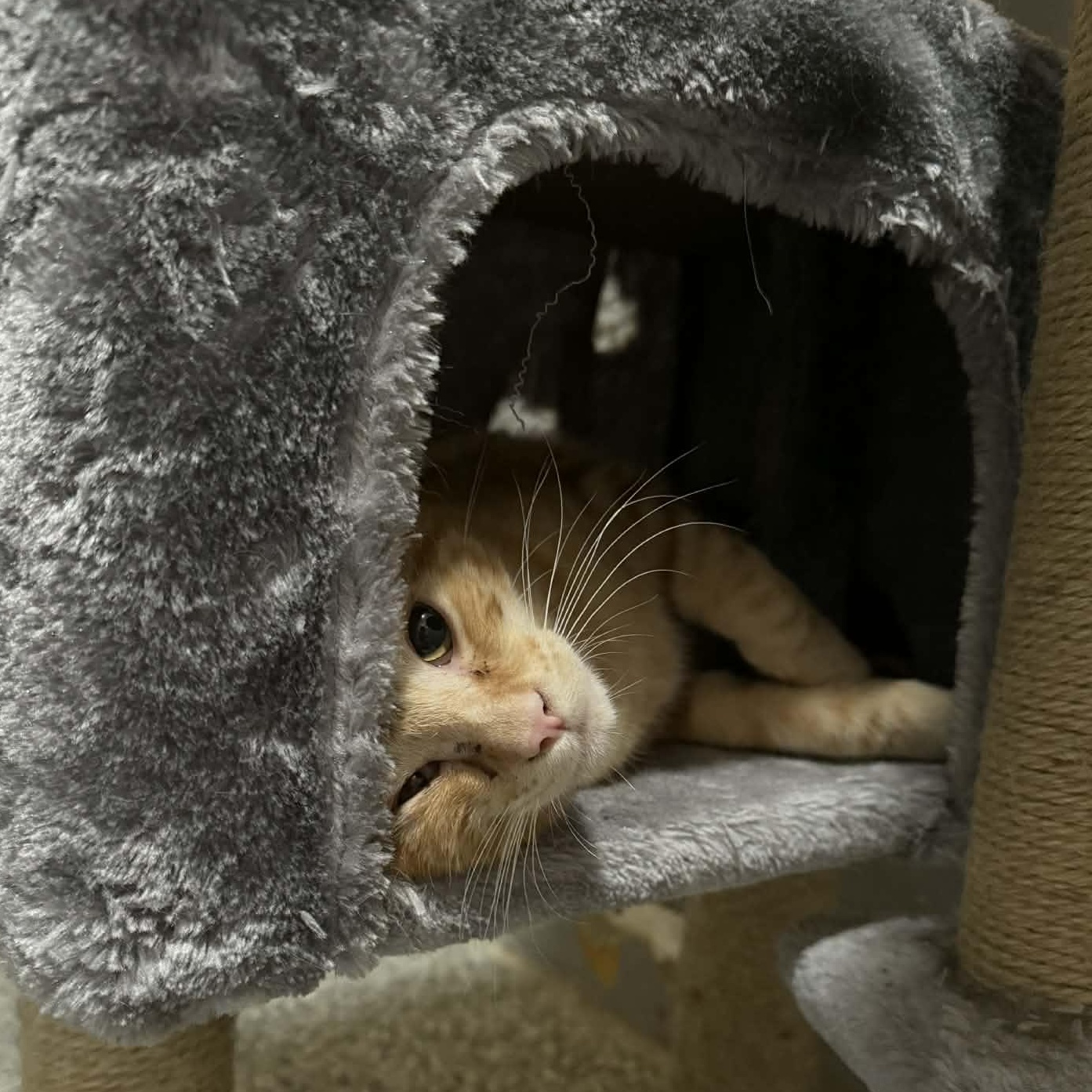 Enlarge Mako, a ADOPTABLE mixed breed in Antioch, CA image 5/5