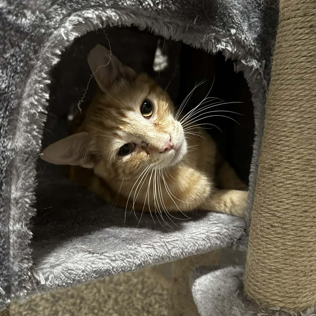 Enlarge Mako, a ADOPTABLE mixed breed in Antioch, CA image 4/5