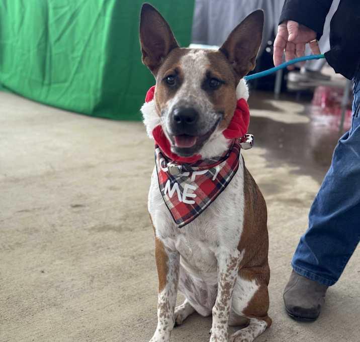 Kalinda, Adoptable, Puppy Female Cattle Dog.