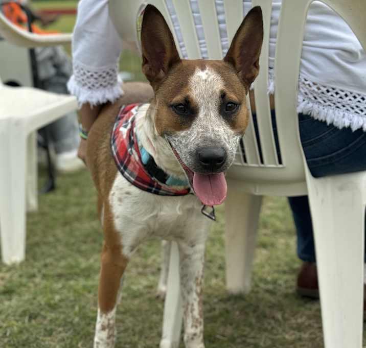 Enlarge Kalinda, a Adoptable mixed breed in Brookshire, TX image 2/6