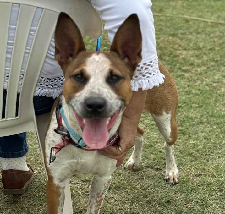 Enlarge Kalinda, a Adoptable mixed breed in Brookshire, TX image 3/6