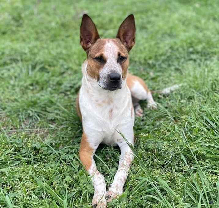 Enlarge Kalinda, a Adoptable mixed breed in Brookshire, TX image 4/6
