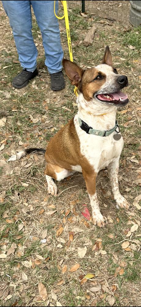 Enlarge Kalinda, a Adoptable mixed breed in Brookshire, TX image 5/6