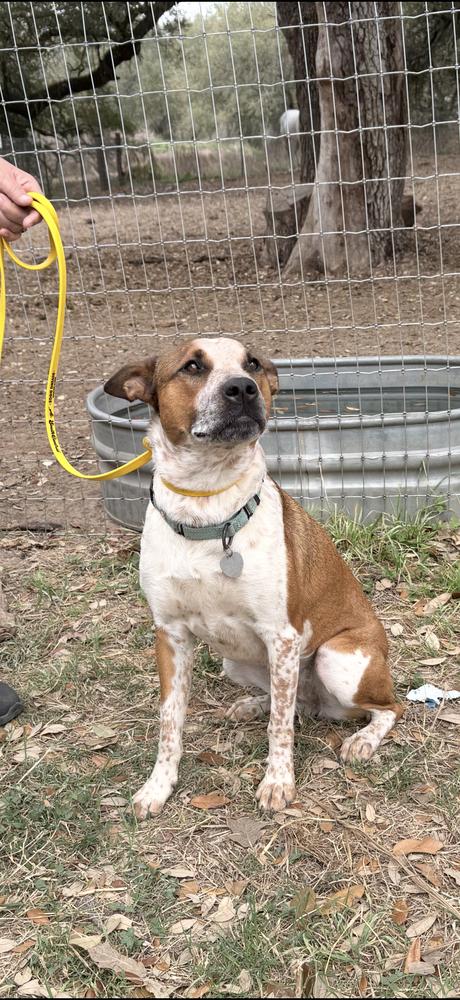 Enlarge Kalinda, a Adoptable mixed breed in Brookshire, TX image 6/6